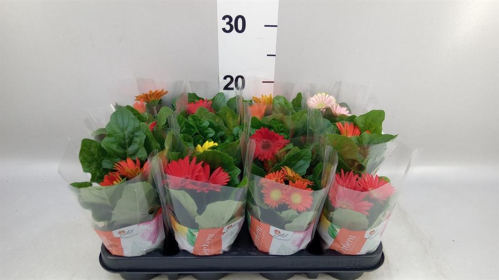 Горшечные цветы и растения оптом Gerbera colourgame ...mix от 12шт (для телеги) из Голландии с доставкой по России
