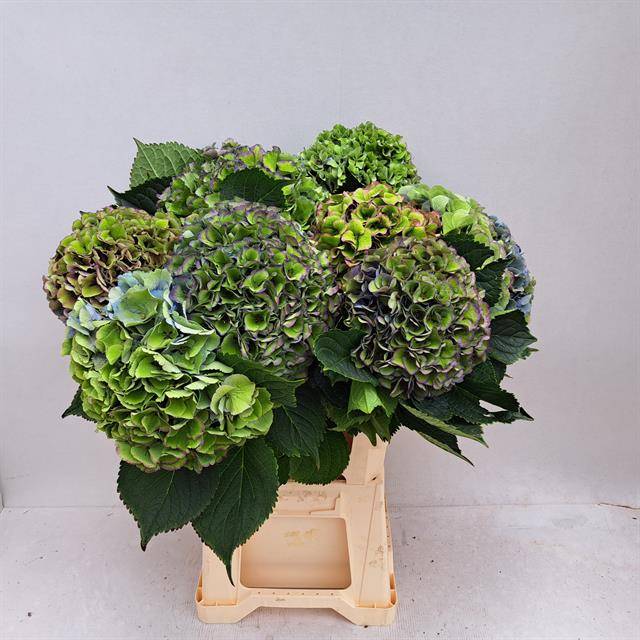 Срезанные цветы оптом Hydrangea mix classic special от 10шт из Голландии с доставкой по России