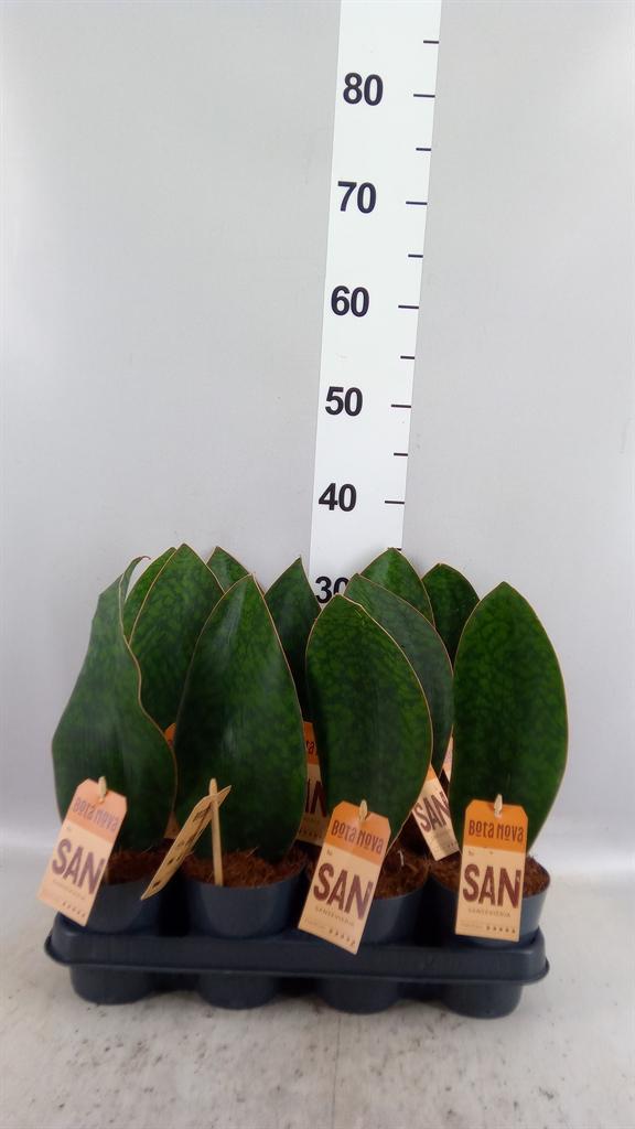 Горшечные цветы и растения оптом Sansevieria ... от 11шт из Голландии с доставкой по России