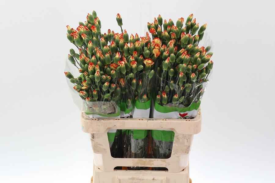 Срезанные цветы оптом Dianthus sp solomio sint от 100шт из Голландии с доставкой по России