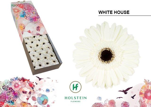Срезанные цветы оптом Gerbera white house от 50шт. из Голландии с доставкой по России