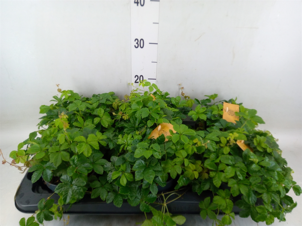 Горшечные цветы и растения оптом Parthenocissus Inserta от 6шт из Голландии с доставкой по России