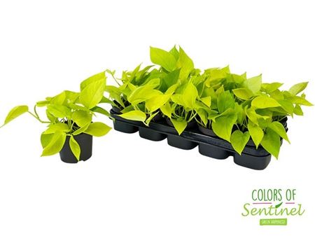 Горшечные цветы и растения оптом Epipremnum Golden Pothos от 10шт из Голландии с доставкой по России