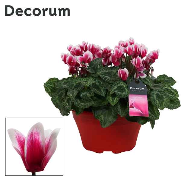 Горшечные цветы и растения оптом Cyclamen Lovely Moments Lila Bowl Ariel (decorum) от 1шт из Голландии с доставкой по России