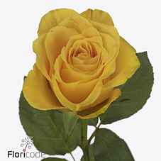 Срезанные цветы оптом Rosa la goldfinch от 80шт из Голландии с доставкой по России