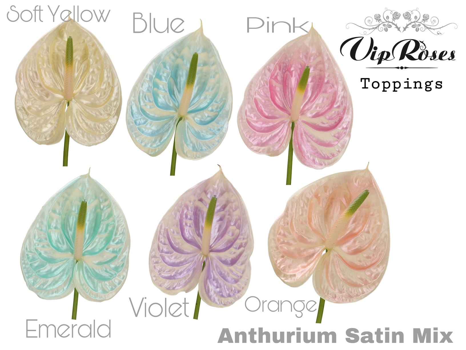 Срезанные цветы оптом Anthurium paint satin mix от 12шт из Голландии с доставкой по России