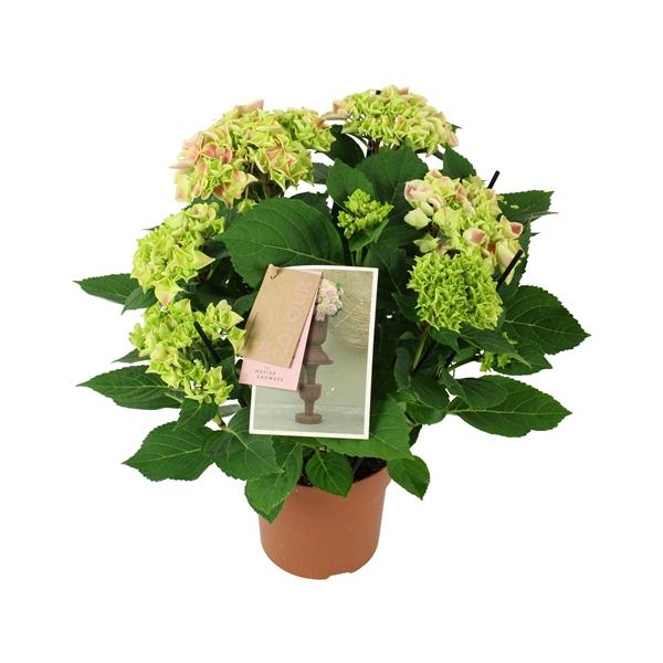 Горшечные цветы и растения оптом Hydrangea Ma Bicolor Pink 7+ от 6шт из Голландии с доставкой по России