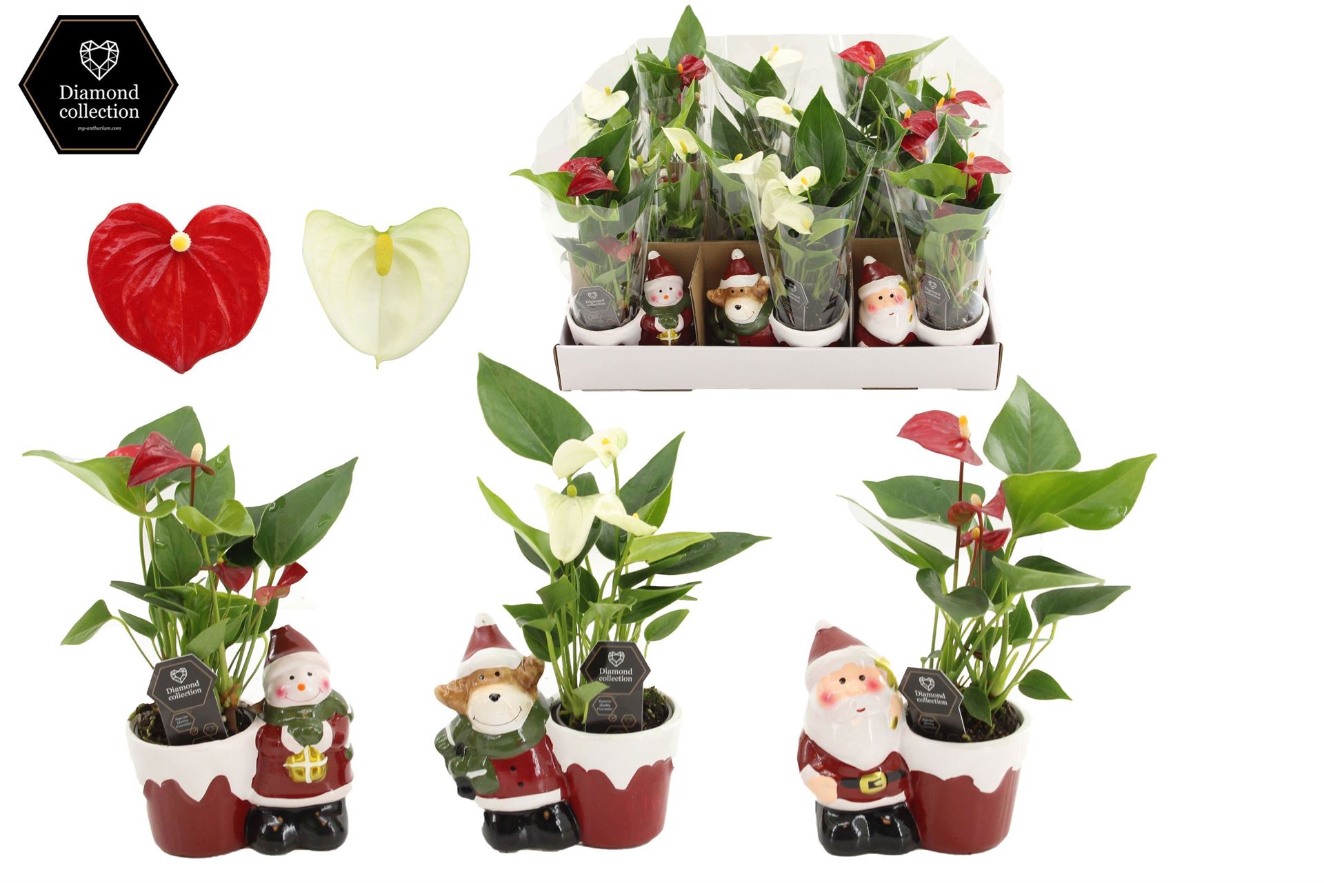 Горшечные цветы и растения оптом Anthurium   ...mix от 12шт (для телеги) из Голландии с доставкой по России