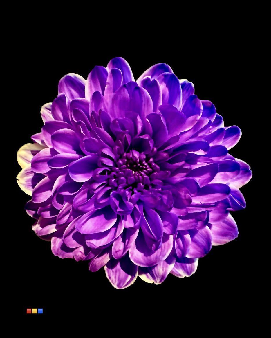 Срезанные цветы оптом Chrys sp paint altaj violet от 40шт из Голландии с доставкой по России