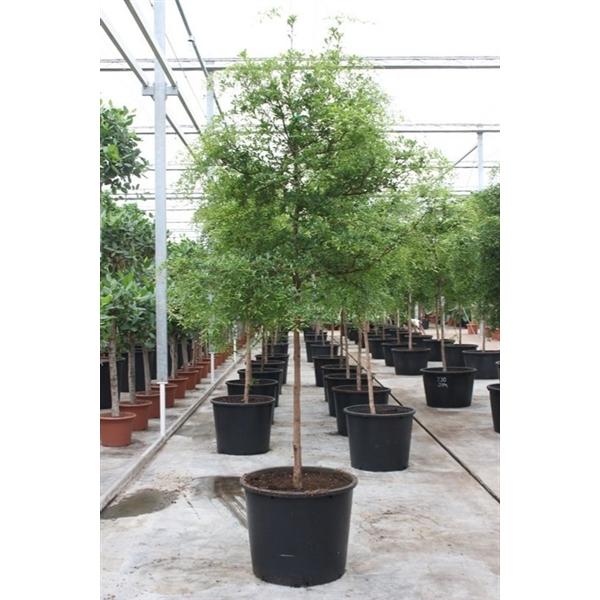 Горшечные цветы и растения оптом Bucida Buceras от 1шт из Голландии с доставкой по России