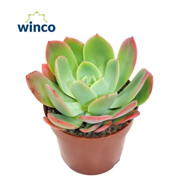 Горшечные цветы и растения оптом Echeveria Luella от 18шт (для телеги) из Голландии с доставкой по России