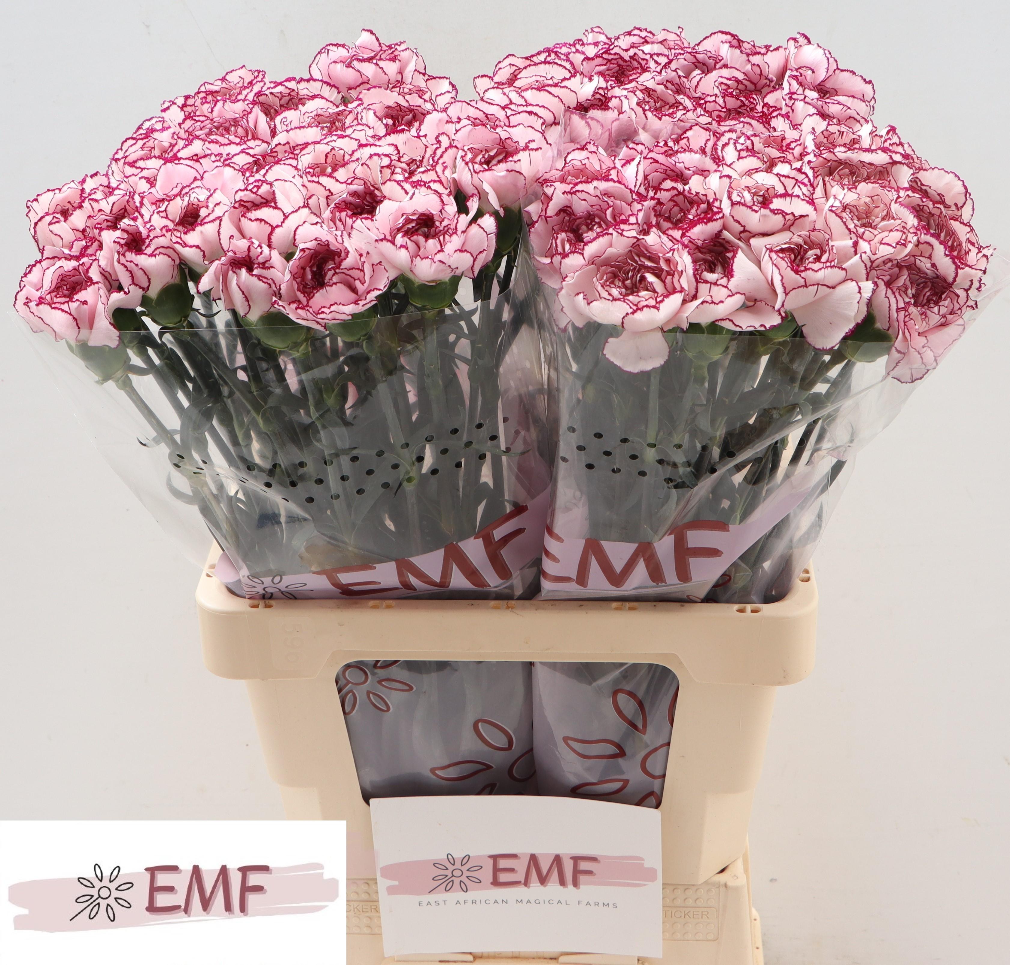 Срезанные цветы оптом Dianthus st damascus от 80шт из Голландии с доставкой по России