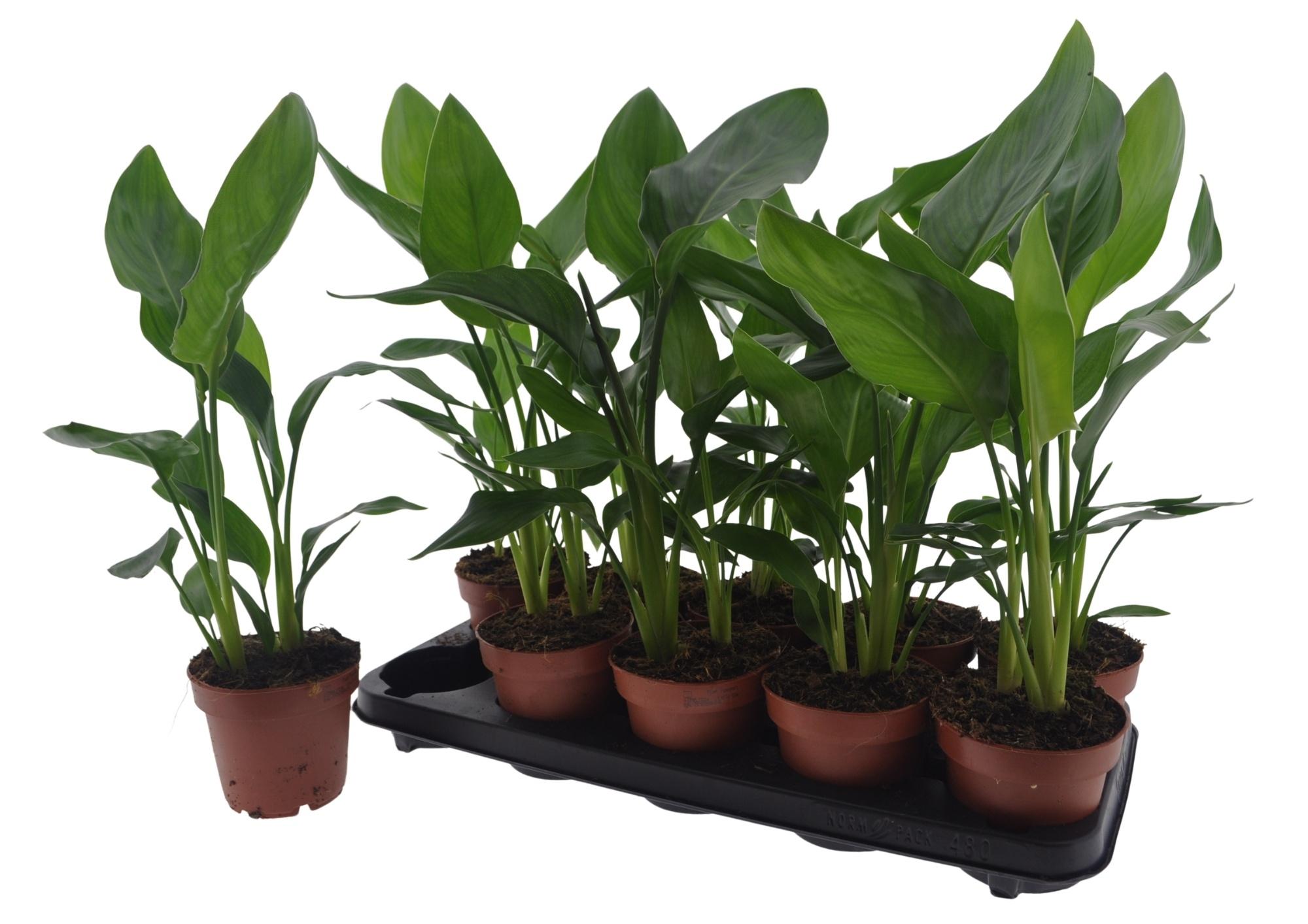 Горшечные цветы и растения оптом Strelitzia Reginae от 10шт из Голландии с доставкой по России