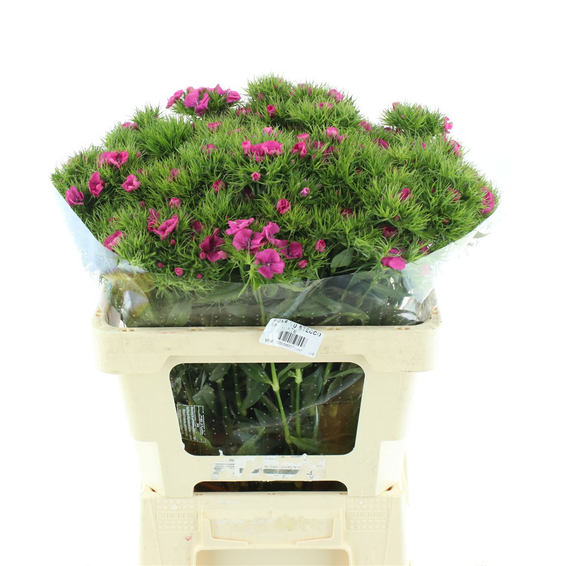 Срезанные цветы оптом Dianthus br kiwi fuchsia от 100шт из Голландии с доставкой по России