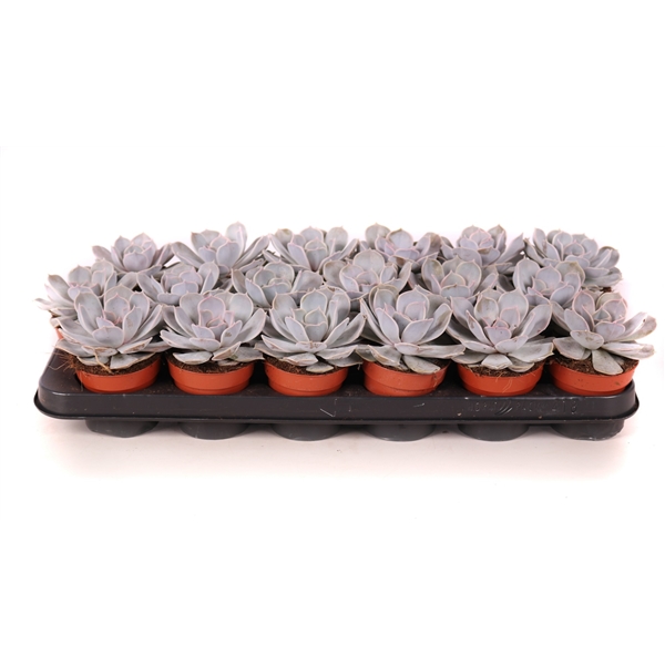 Горшечные цветы и растения оптом Echeveria Lilacina от 18шт из Голландии с доставкой по России