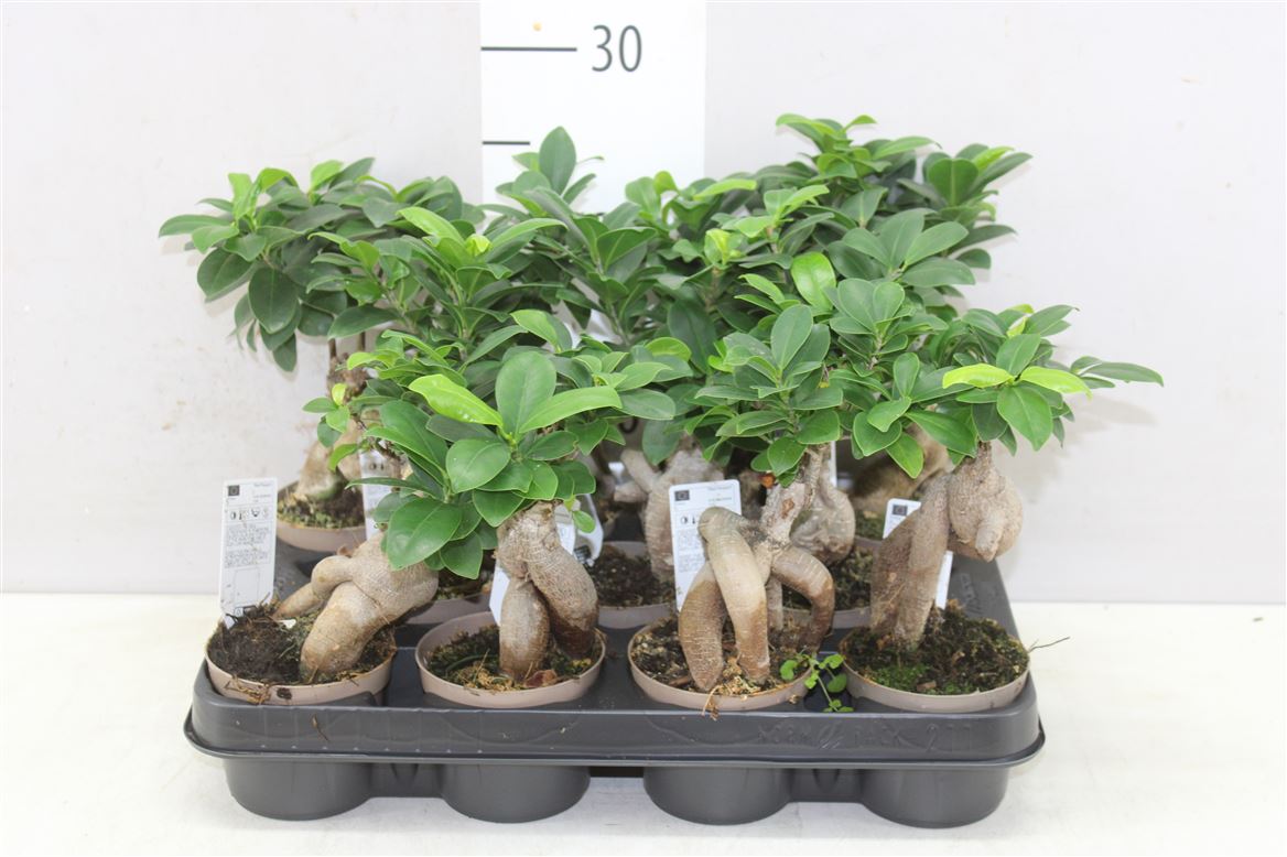 Горшечные цветы и растения оптом Ficus Ginseng от 11шт из Голландии с доставкой по России