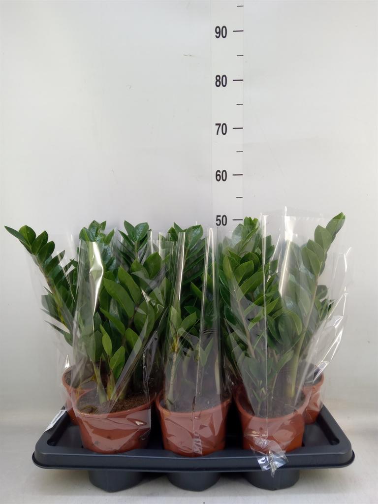 Горшечные цветы и растения оптом Zamioculcas Zamiifolia от 7шт из Голландии с доставкой по России