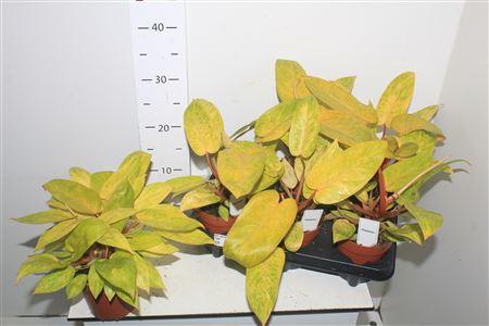 Горшечные цветы и растения оптом Phil Painted Lady от 6шт из Голландии с доставкой по России