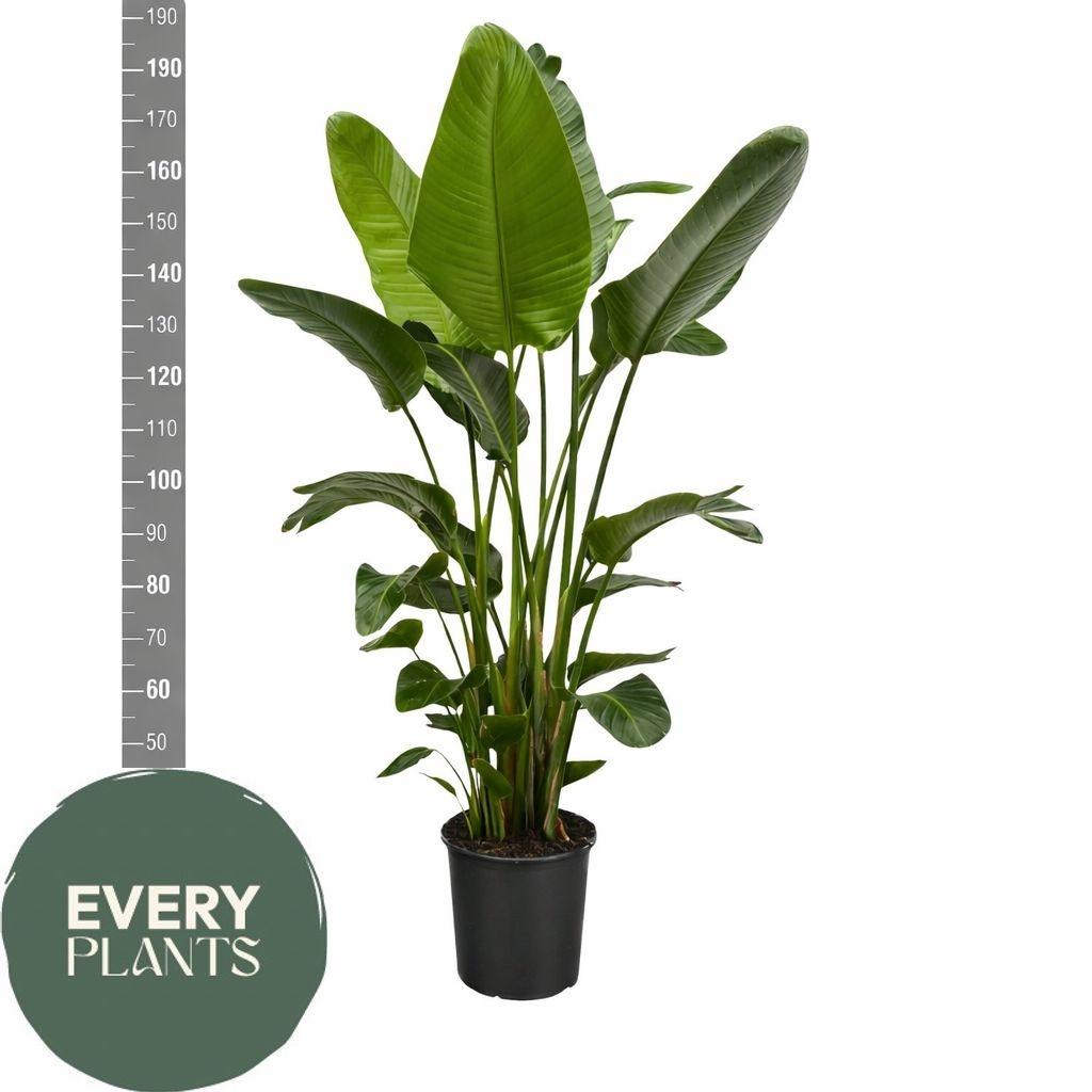 Горшечные цветы и растения оптом Strelitzia Nicolai от 1шт из Голландии с доставкой по России