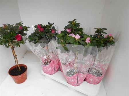 Горшечные цветы и растения оптом Rhodo Si Ov Stam от 4шт из Голландии с доставкой по России