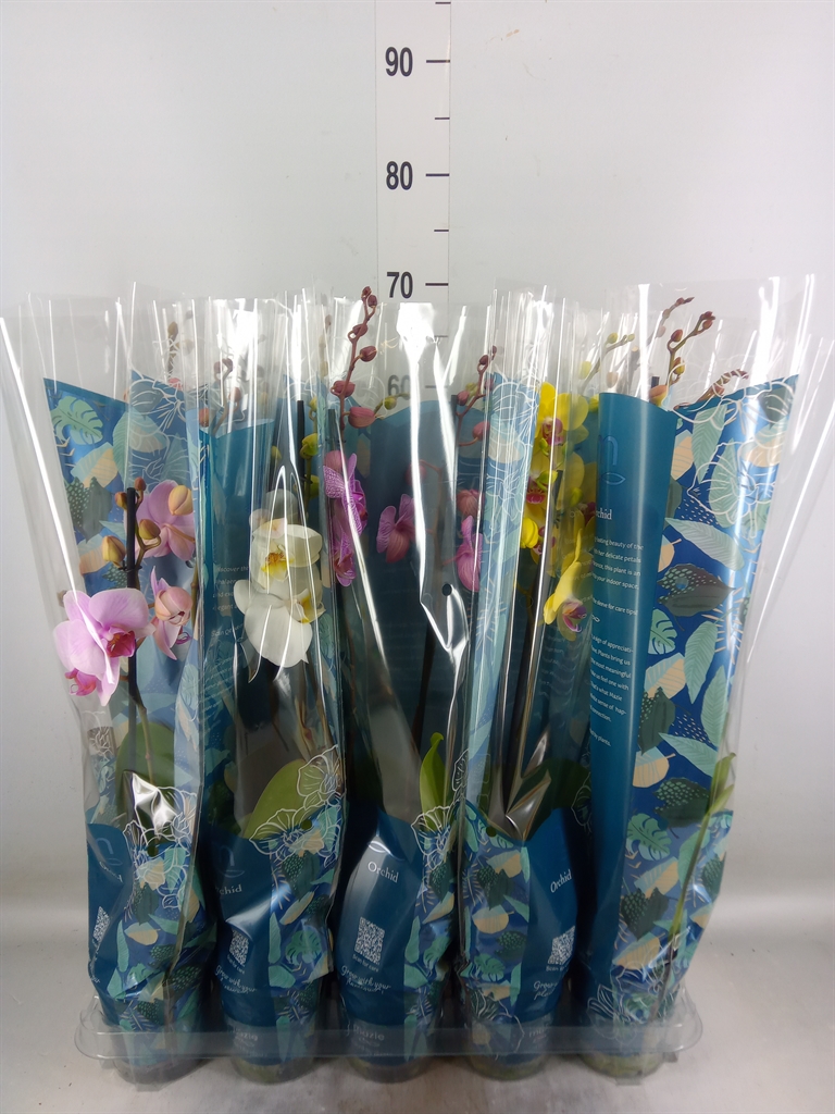 Горшечные цветы и растения оптом Phalaenopsis   ...mix  5 от 10шт' из Голландии с доставкой по России