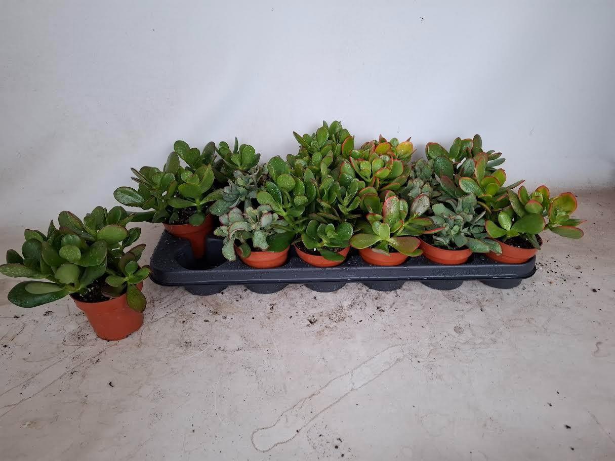 Горшечные цветы и растения оптом Crass Gem от 18шт (для телеги) из Голландии с доставкой по России