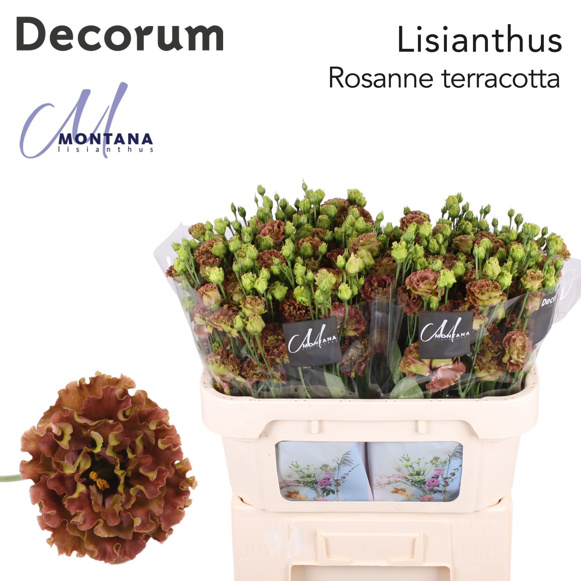 Срезанные цветы оптом Lisianthus do rosanne terracotta от 40шт из Голландии с доставкой по России