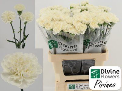 Срезанные цветы оптом Dianthus st pirineo от 80шт из Голландии с доставкой по России