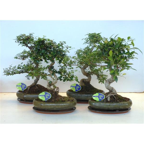 Горшечные цветы и растения оптом Bonsai Mix, Indoor, With Drip Tray от 2шт из Голландии с доставкой по России