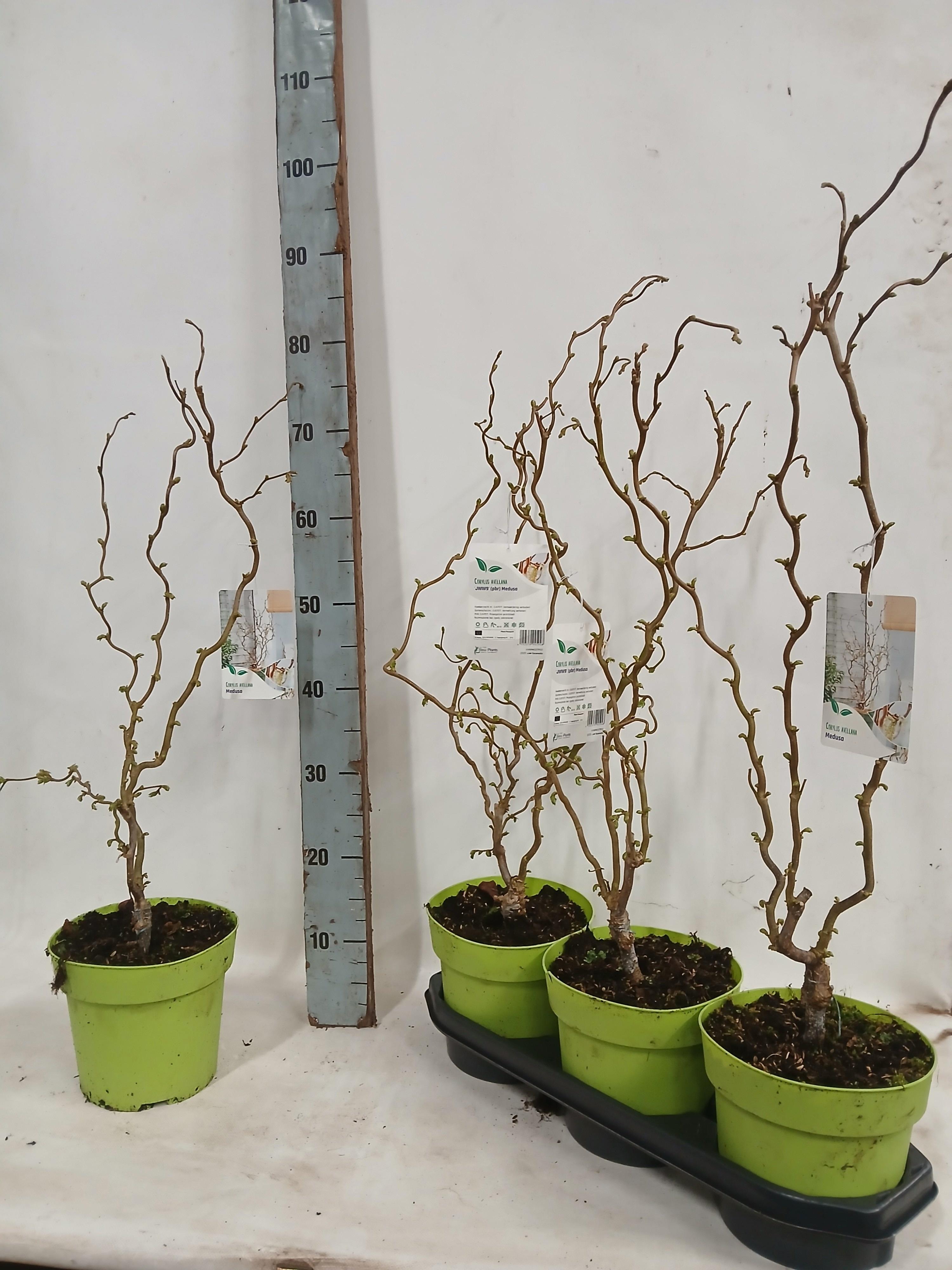 Горшечные цветы и растения оптом Corylus A Contorta от 3шт из Голландии с доставкой по России