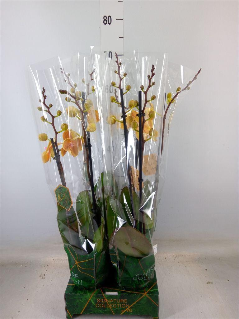 Горшечные цветы и растения оптом Phalaenopsis   ...yellow от 4шт из Голландии с доставкой по России