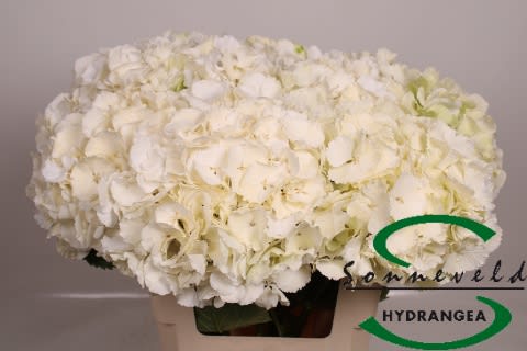 Срезанные цветы оптом Hydrangea white verena white-green от 10шт из Голландии с доставкой по России