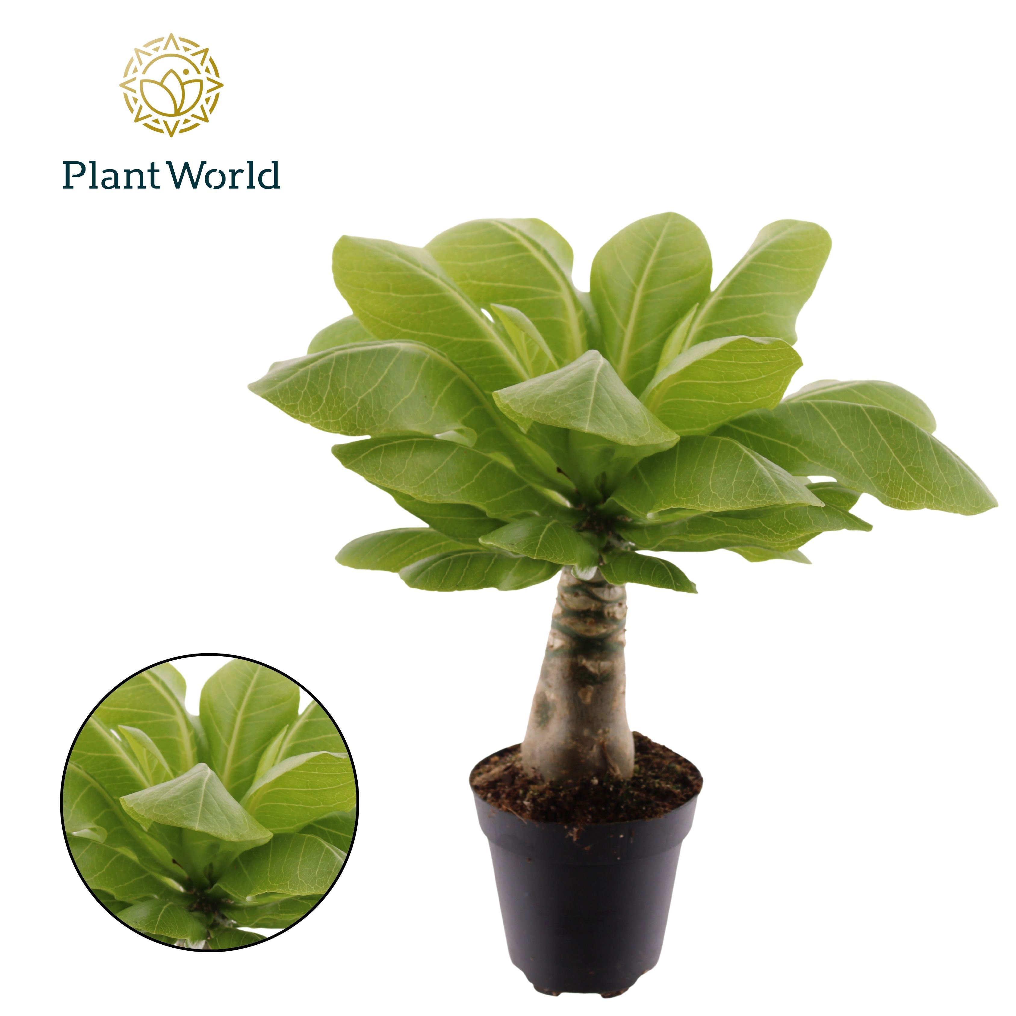 Горшечные цветы и растения оптом Brighamia Insignis Hawaii Palm от 6шт из Голландии с доставкой по России