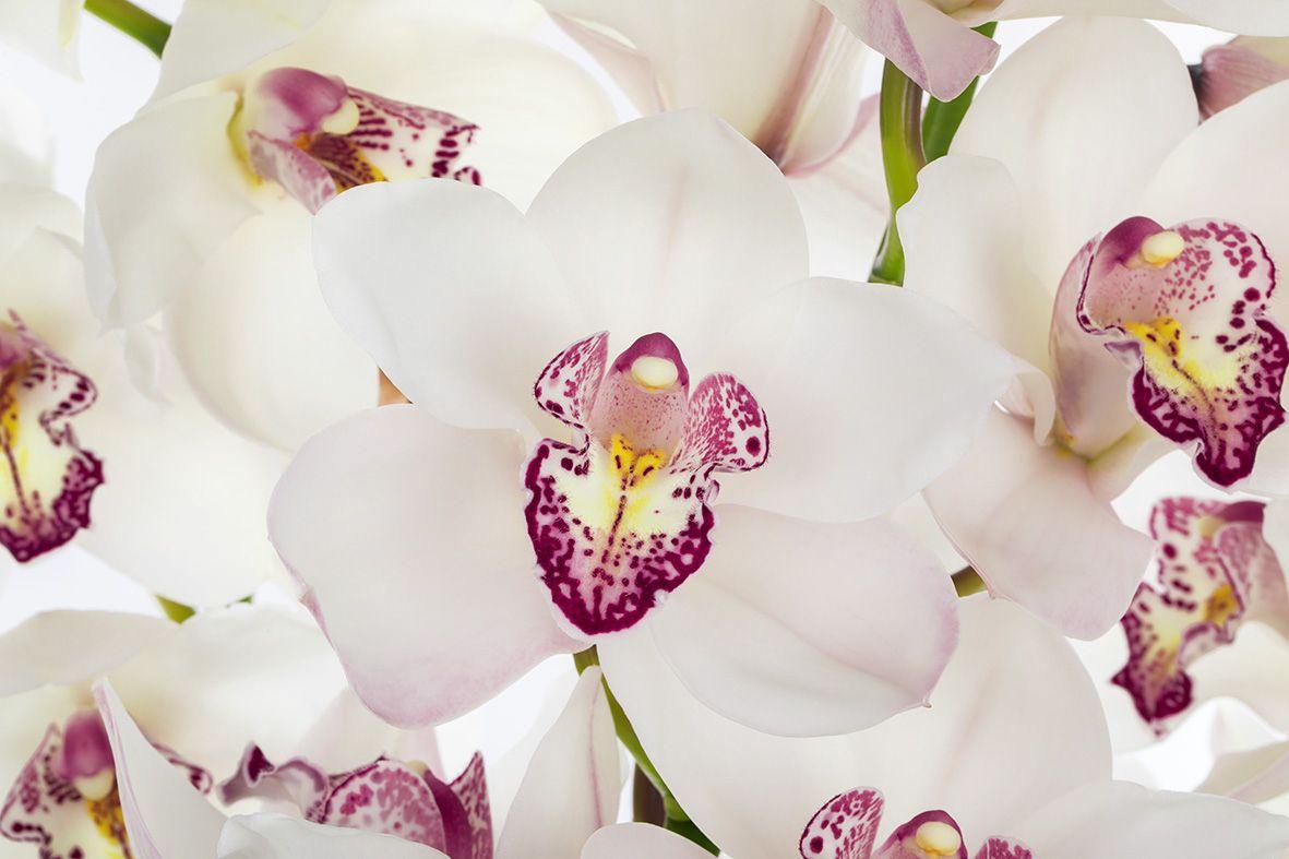 Срезанные цветы оптом Cymbidium white cinderella от 6шт из Голландии с доставкой по России