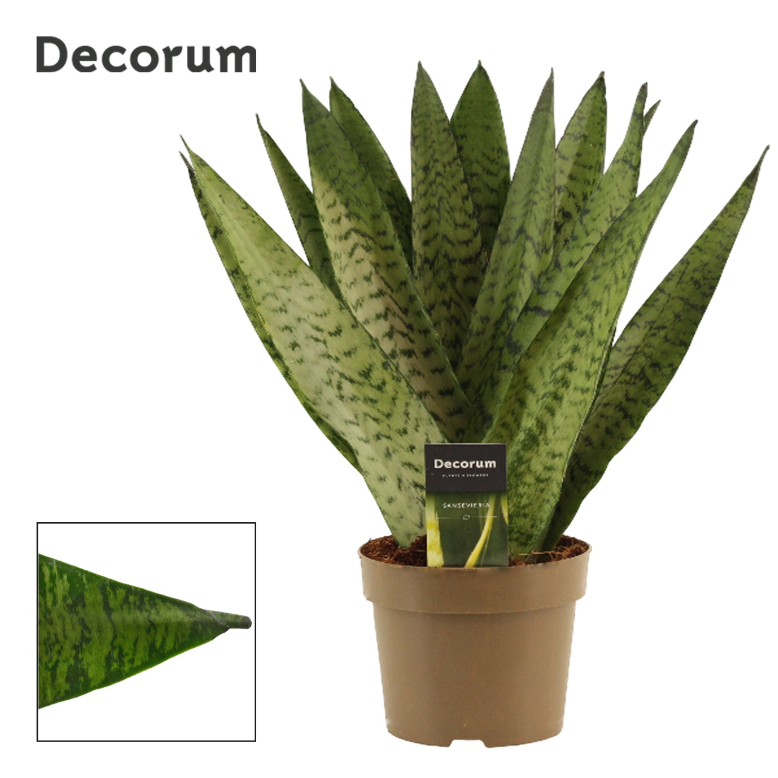 Горшечные цветы и растения оптом Sansevieria Zeylanica (dec) от 7шт из Голландии с доставкой по России
