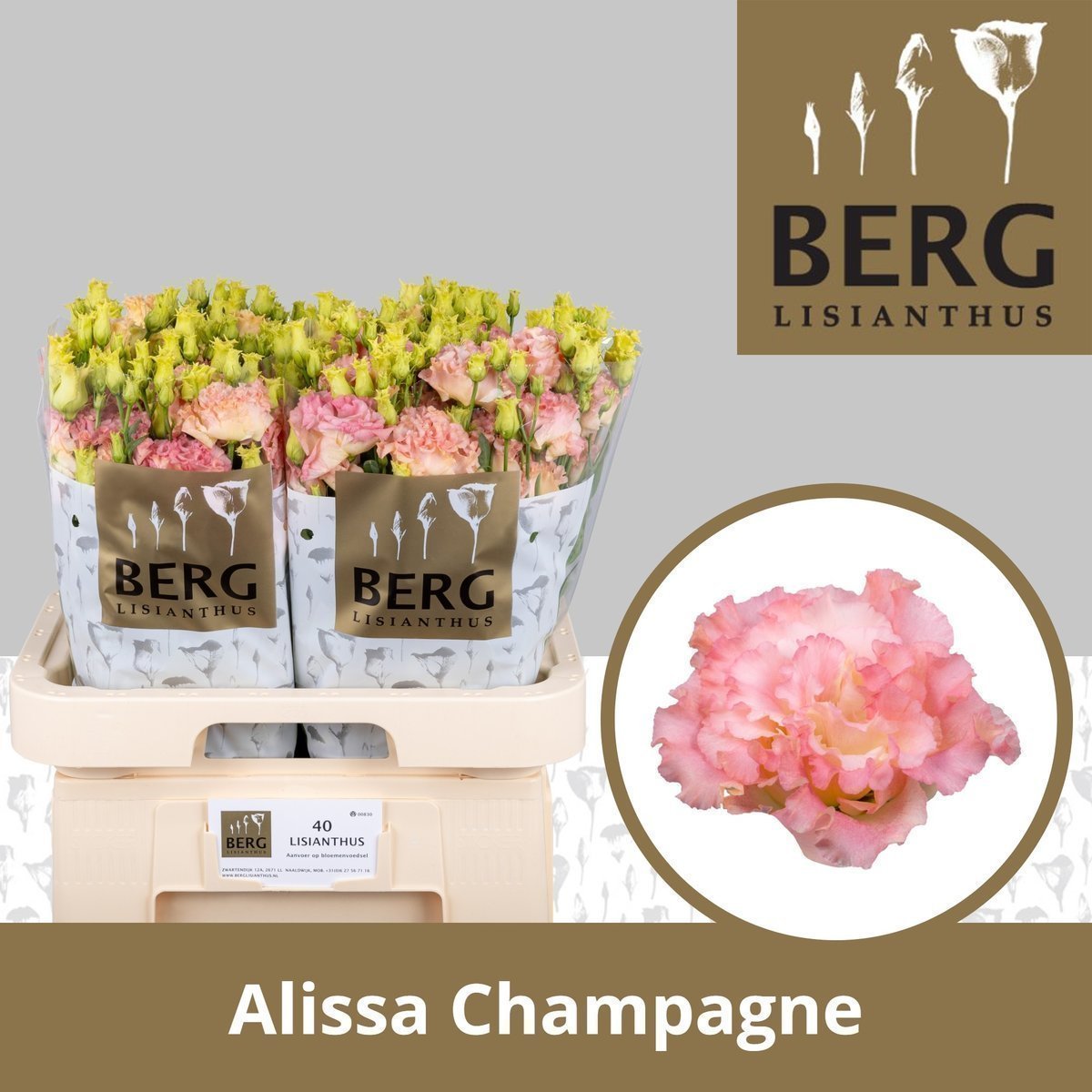 Срезанные цветы оптом Lisianthus do alissa champagne от 40шт. из Голландии с доставкой по России