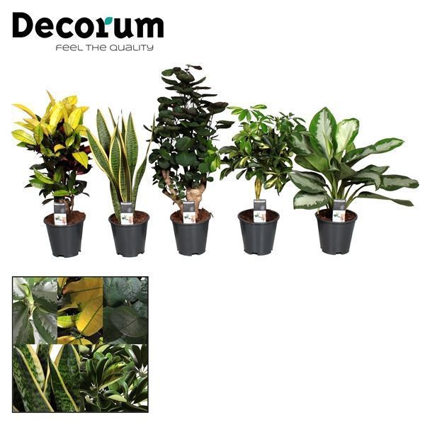 Горшечные цветы и растения оптом Plantmix Santorini (diverse Soorten) (decorum) от 1шт из Голландии с доставкой по России