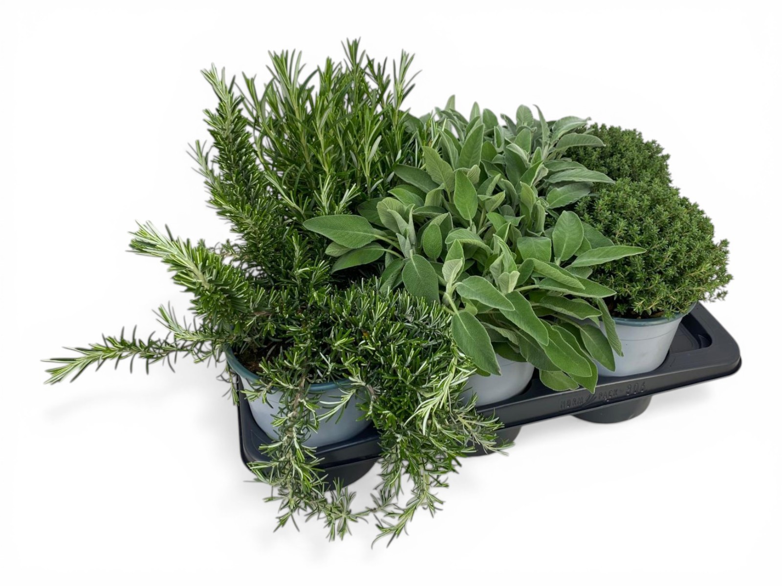 Горшечные цветы и растения оптом Herb Mix Italian от 6шт из Голландии с доставкой по России