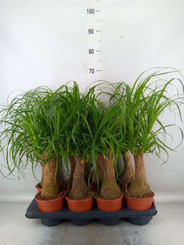 Горшечные цветы и растения оптом Beaucarnea Recurvata от 8шт из Голландии с доставкой по России