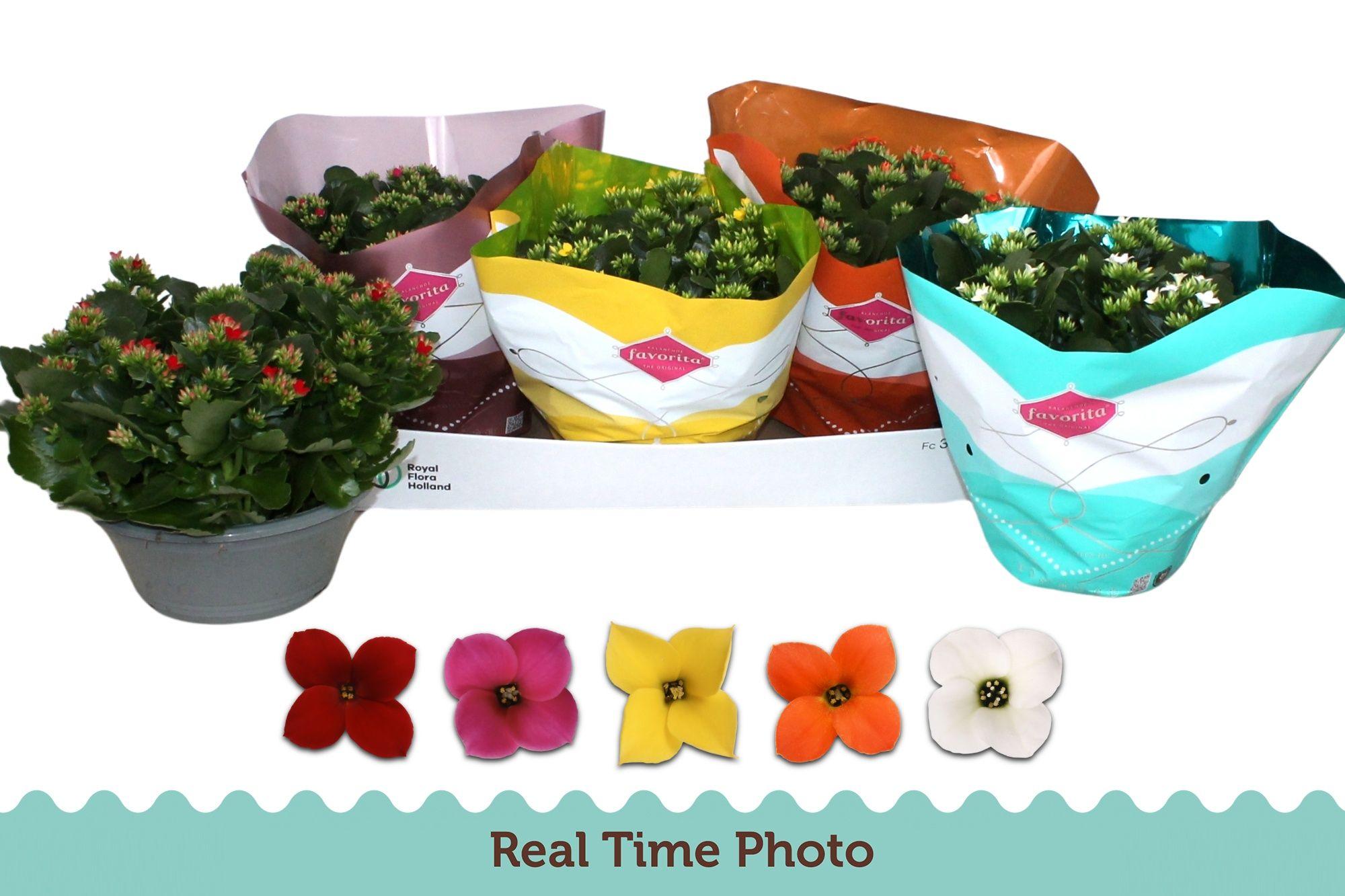 Горшечные цветы и растения оптом Kal En Gem 5 Kl от 3шт из Голландии с доставкой по России