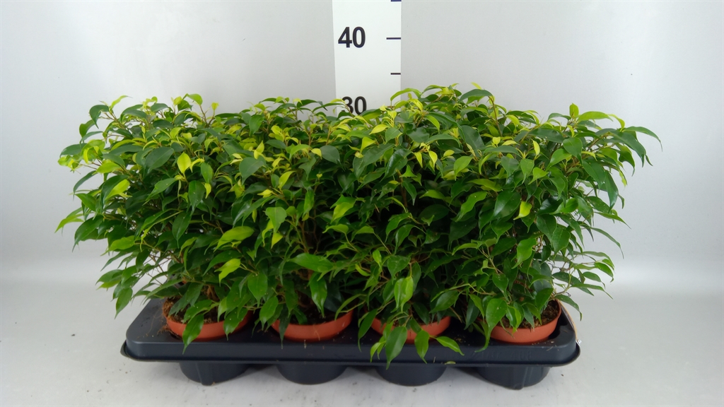 Горшечные цветы и растения оптом Ficus Be Green Kinky A от 8шт из Голландии с доставкой по России
