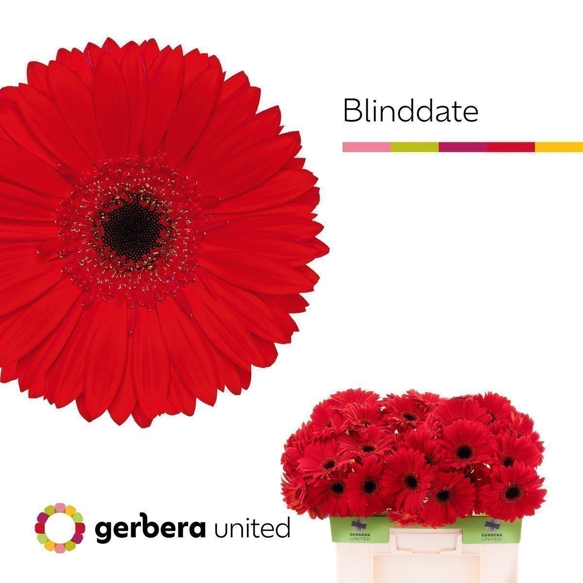 Срезанные цветы оптом Gerbera blinddate от 40шт. из Голландии с доставкой по России
