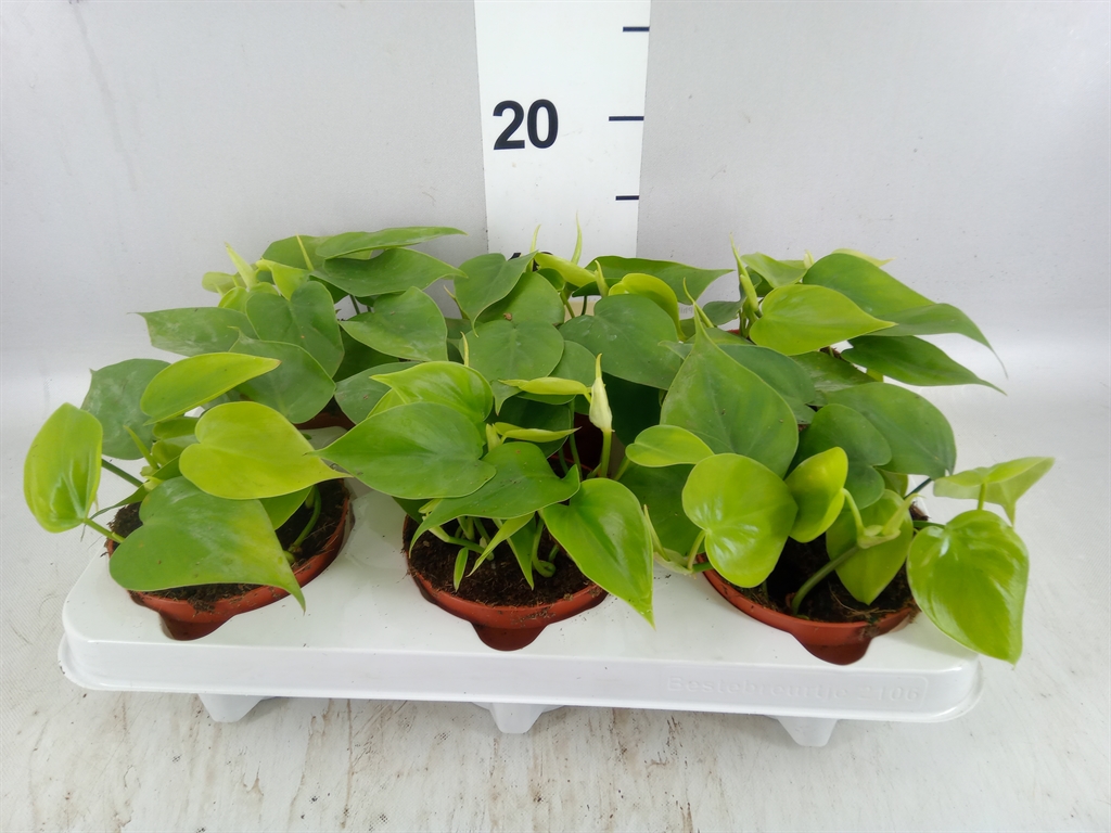 Горшечные цветы и растения оптом Philodendron Scand. от 6шт из Голландии с доставкой по России