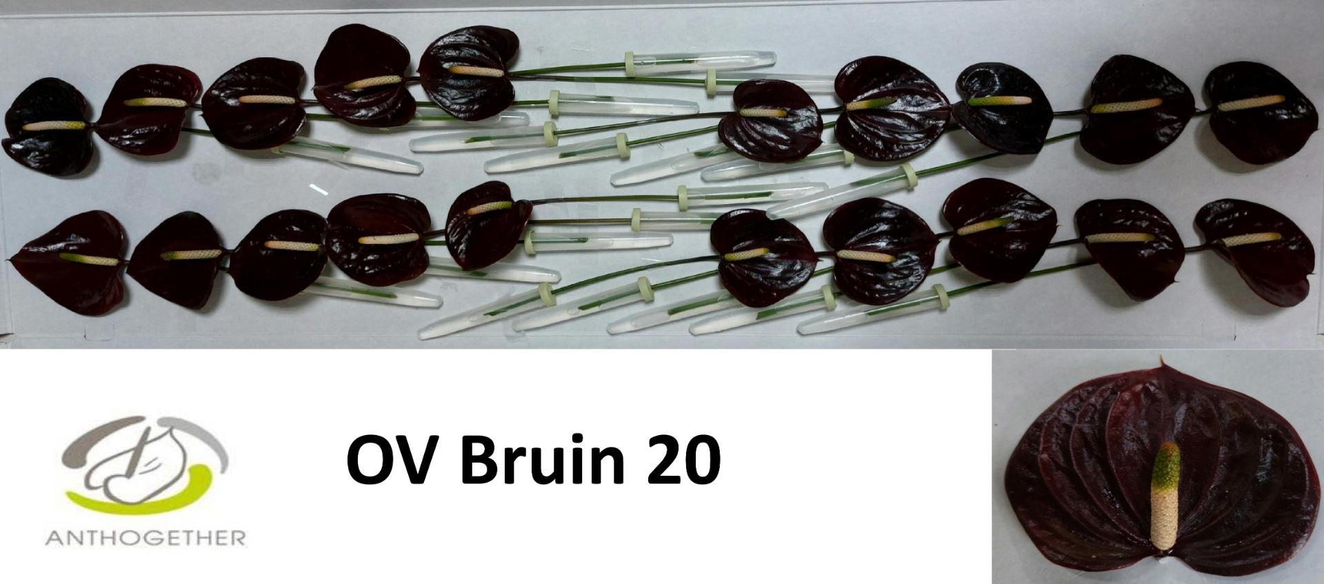 Срезанные цветы оптом Anthurium brown от 20шт из Голландии с доставкой по России