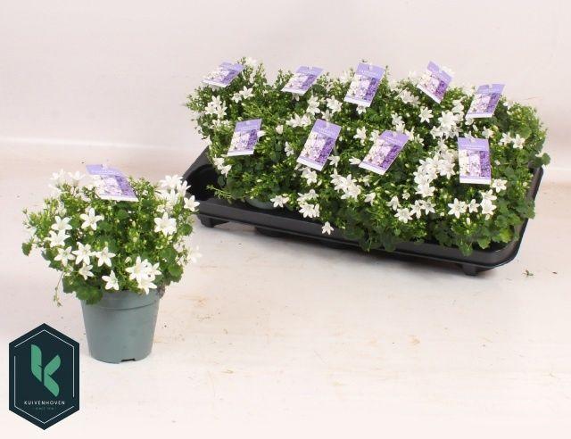Горшечные цветы и растения оптом Camp Portenschlagian от 10шт (для телеги) из Голландии с доставкой по России