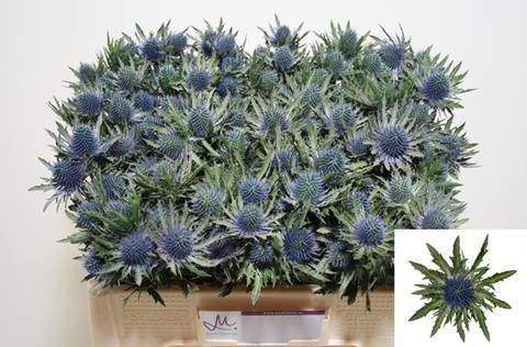 Срезанные цветы оптом Eryngium aquarius от 60шт из Голландии с доставкой по России