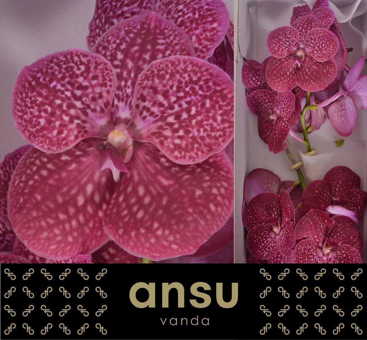 Срезанные цветы оптом Vanda nitaya crimson love от 16шт из Голландии с доставкой по России