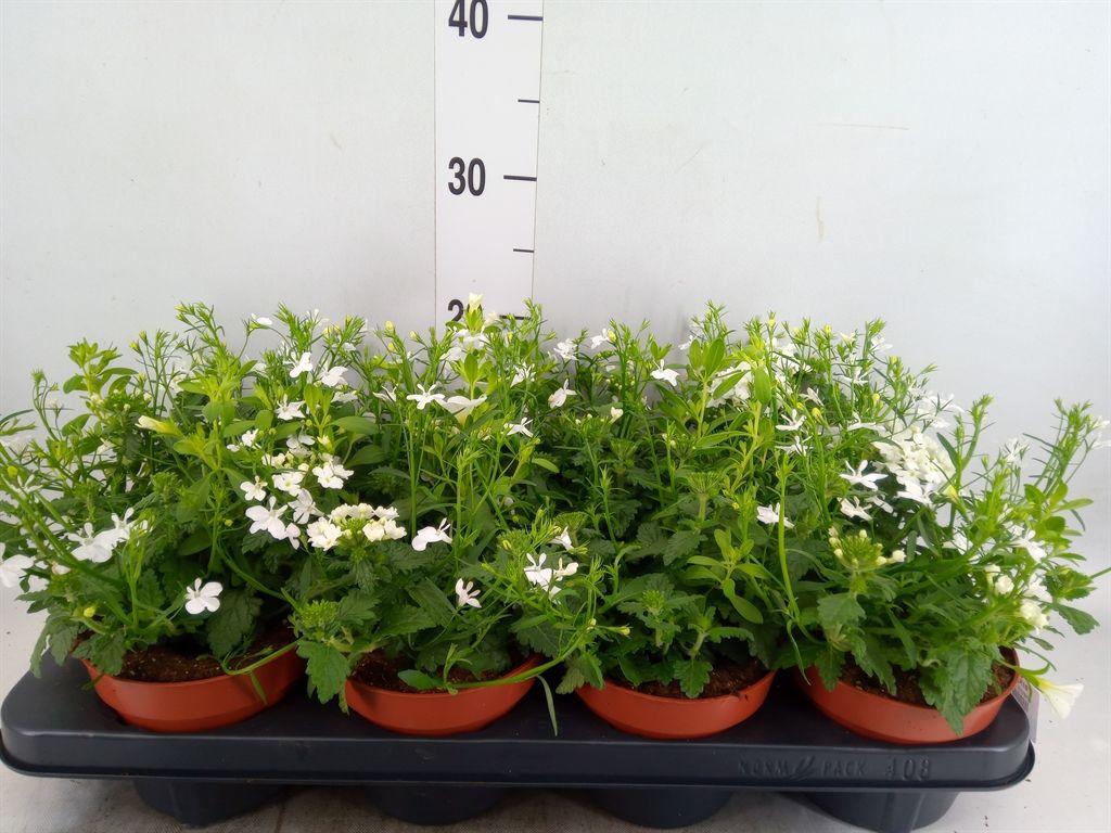 Горшечные цветы и растения оптом Perkplanten   ...mix /pot [bedding] от 8шт из Голландии с доставкой по России