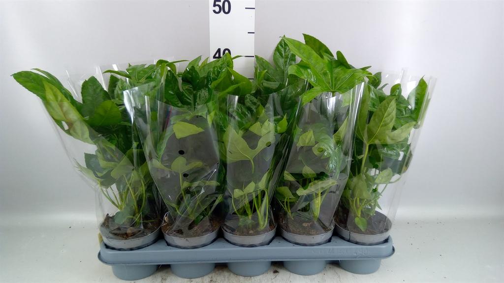 Горшечные цветы и растения оптом Fatsia Japonica A от 10шт из Голландии с доставкой по России
