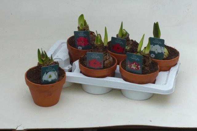 Горшечные цветы и растения оптом Hipp Gem 4 Srt от 6шт из Голландии с доставкой по России